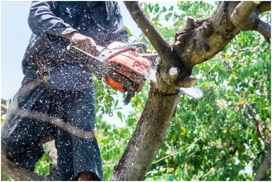 tree services Laurel Bay